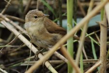 Reed Warbler 1_resize.jpg