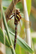 Brown Hawker 1_resize.jpg