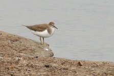 common sand 1 copy1.jpg