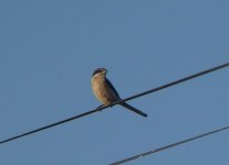 Iberian Grey Shrike [].JPG