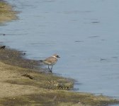 Little -ringed Plover..JPG