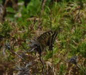 Swallowtail..JPG