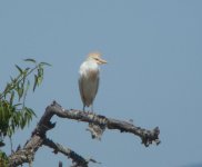 Cattle Egret [].JPG