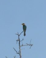 Bee-eater (2) [].JPG