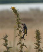 Goldfinch [].JPG