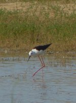 Black-winged Stilt [].JPG