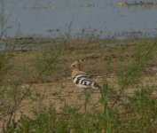 Hoopoe [].JPG