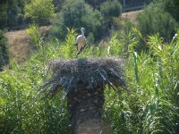 White Stork. Silves.JPG