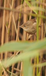 Web Reed Warbler 8.jpg