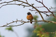 Redstart retouch 1_JTB.jpg