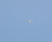 gull-billed tern 26 mar 2011.jpg