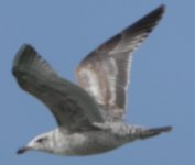 herring gull 26 mar 2011.jpg