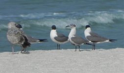 compare size of herring gull.jpg