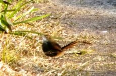 Eastern Bristlebird.JPG