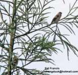 Brown Bullfinch.jpg