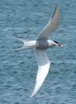 arctic tern 2011-06-21 074 d.jpg