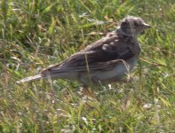 5Dii-1_4296 is it a Stone curlew - Islay, Ardnave.jpg