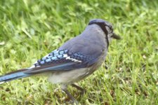 blue jay 420mm IMG_8515.jpg