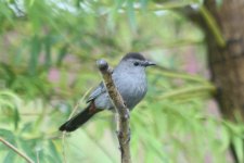 grey catbird 420mm IMG_8530.jpg