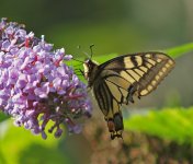 late-swallowtail-small.jpg