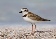 plover.jpg