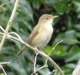 A garden Reed Warbler.jpg