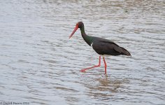 BlackStork1TS800.jpg