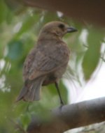 American Robin - Juvenile 1.JPG