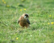 Red Footed Falcon Edit.jpg