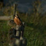 Red Footed Falcon Edit 4.jpg