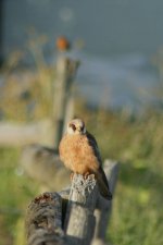 Red Footed Falcon Edit 5 Small.jpg