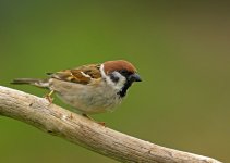 Tree sparrow1200.jpg