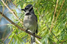 blue jay ps IMG_8837.jpg