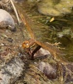 Brown-Hawker-IMG_8171a.jpg