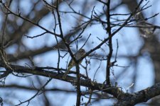 clay colored sparrow L IMG_8879.jpg