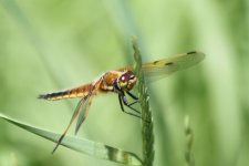 dragonfly IMG_8913.jpg