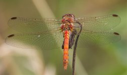 Darter-IMG_9249.jpg