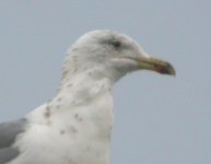 Herring-Gull-DM1.jpg