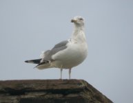 Herring-Gull-DM2.jpg