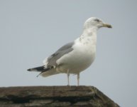 Herring-Gull-DM6.jpg