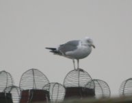 Herring-Gull-DM7.jpg