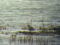 grey plover 300905.jpg