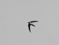 Alpine-swift-web`1.jpg