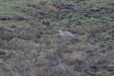 bittern070106b.jpg