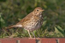 songthrush150306a-handheld.jpg