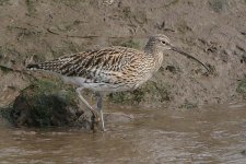 curlew290306g-beanbag.jpg