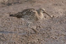 curlew240206d.jpg