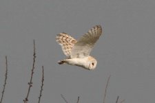 barnowl240206b.jpg