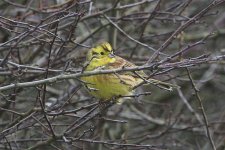 yellowhammerl240206c.jpg