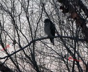 hawk & female cardinal-2.jpg